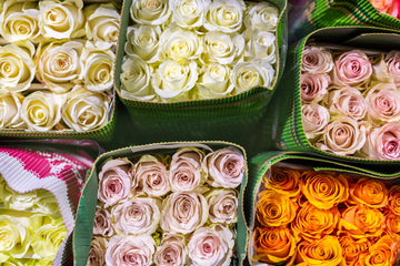 Bulk Roses Pricing Guide: What Affects the Cost of Wholesale Roses?