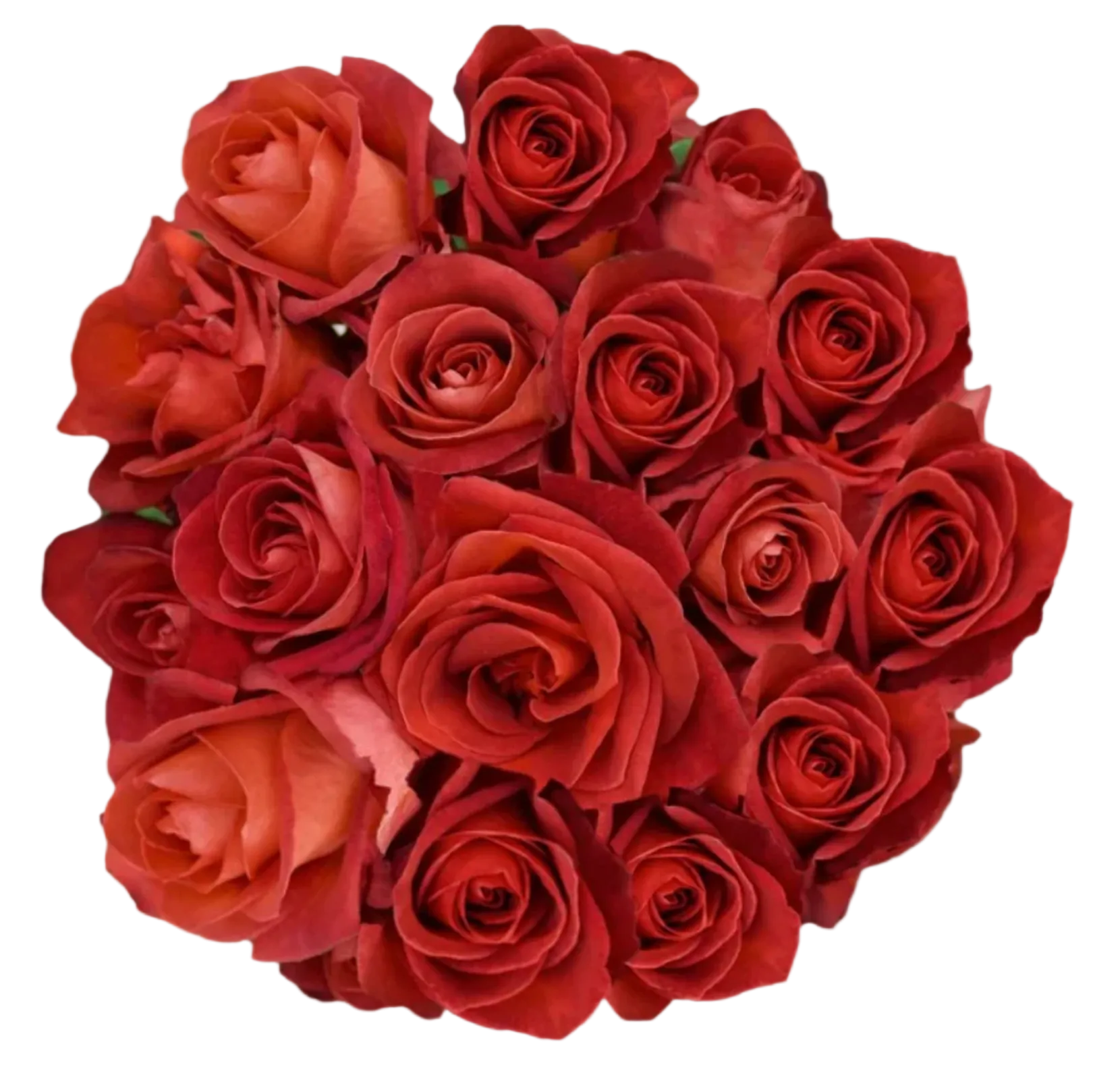 Red Roses – WholesaleRoses.com