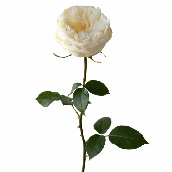 White Garden Rose Aurora