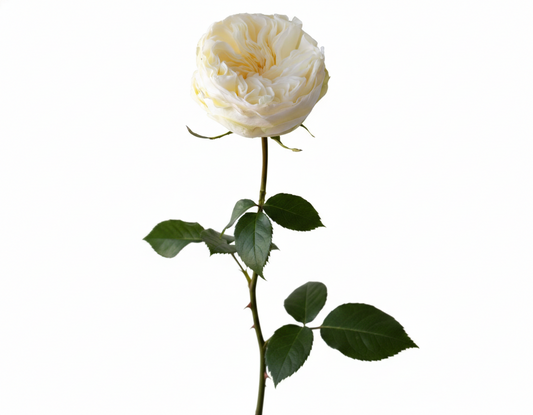 White Garden Rose Aurora