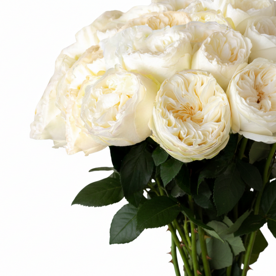 white garden Rose aurora in a bunch