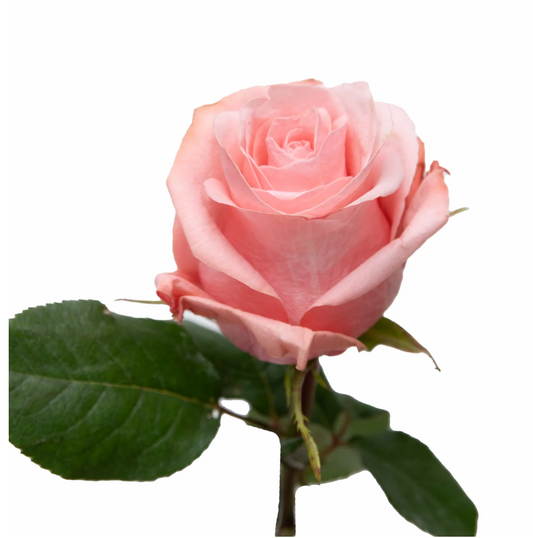 Besweet pink rose
