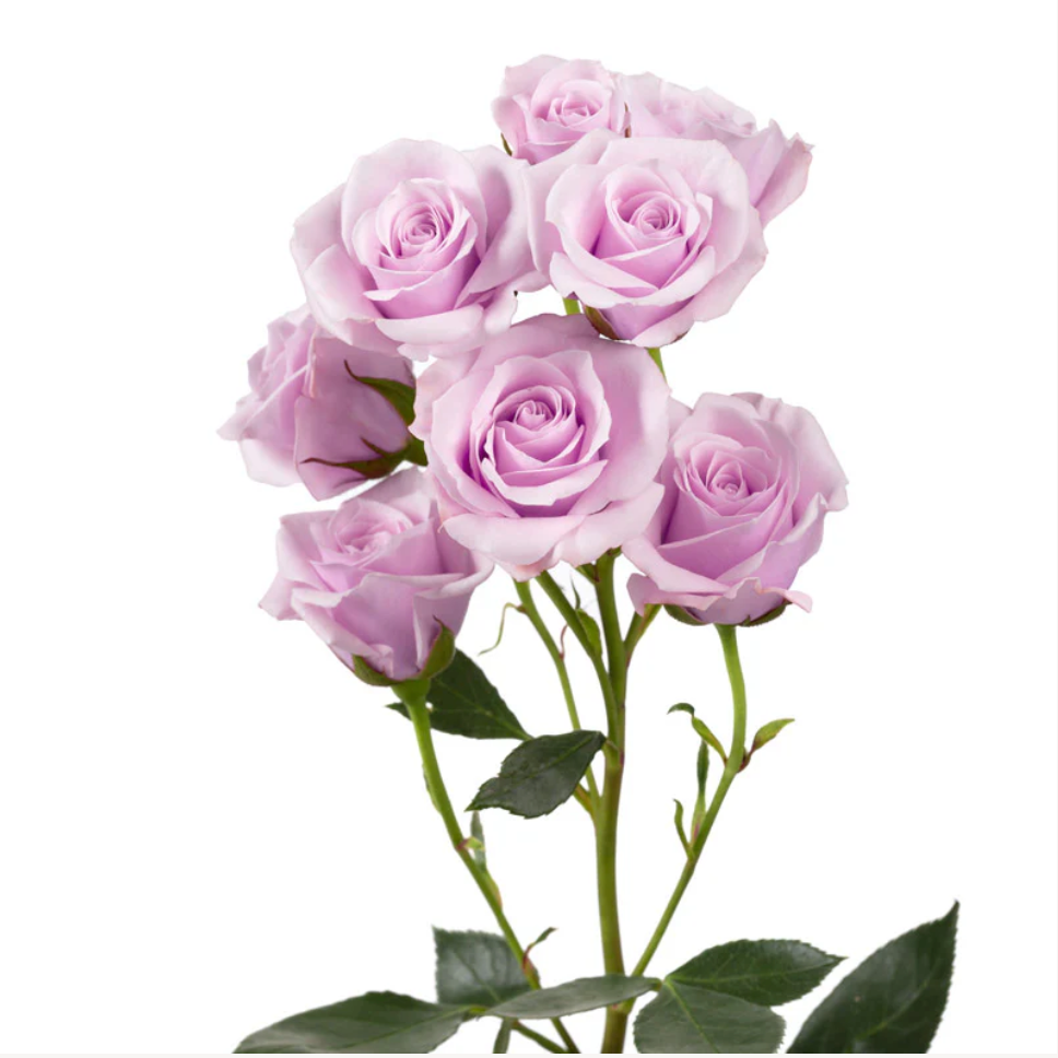 Lavender Spray Roses