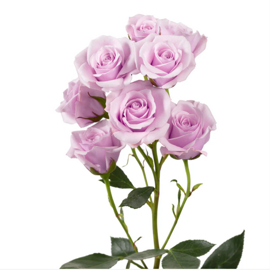 Lavender Spray Roses