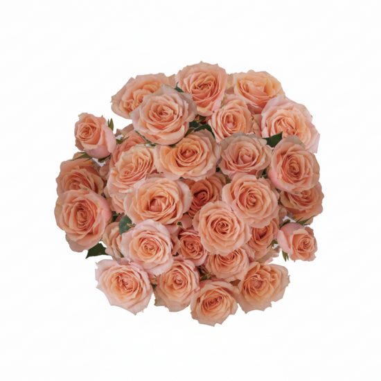Peach Spray Roses