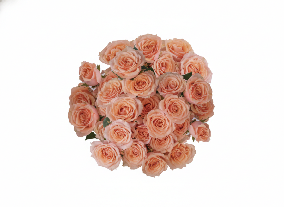 Peach Spray Roses