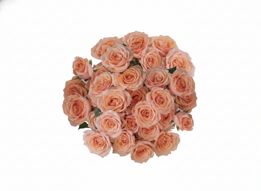 Peach Spray Roses