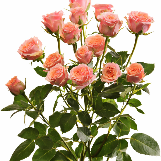 Peach Spray Roses in a bunch