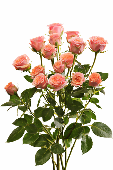 Peach Spray Roses in a bunch