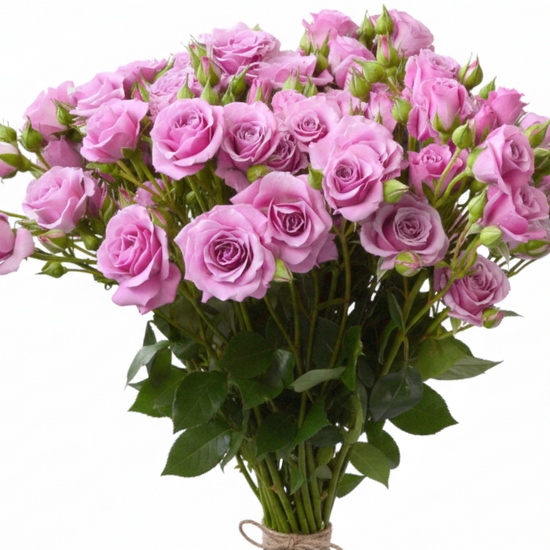 Spray roses lavender in bunch