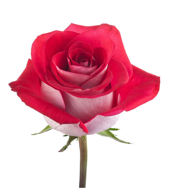 Bluez Rose for weddings