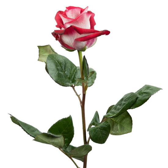 Bluez Rose for events