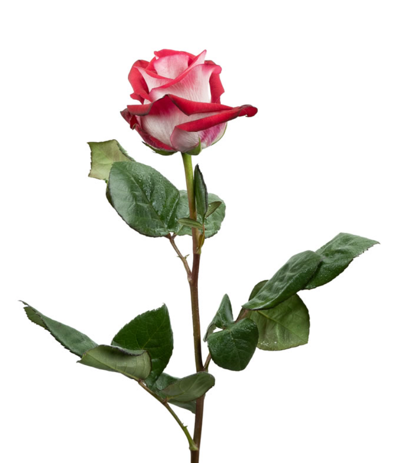 Bluez Rose for events