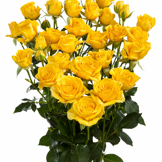 Yellow Spray Roses for Events