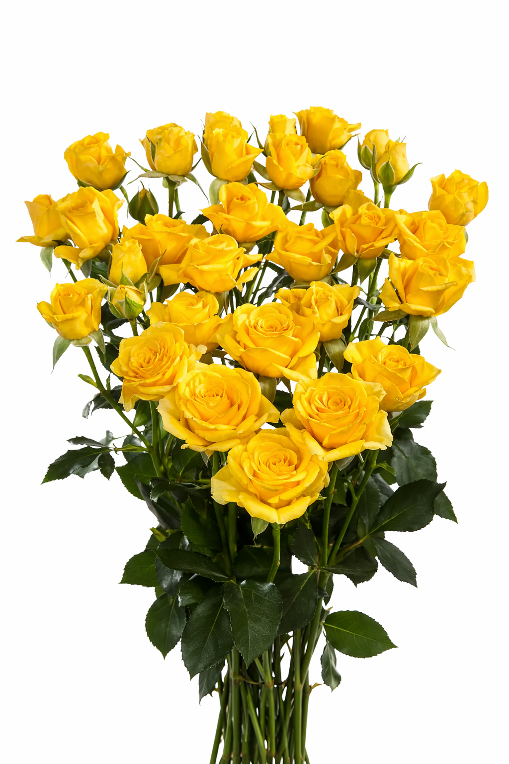 Yellow Spray Roses for Events