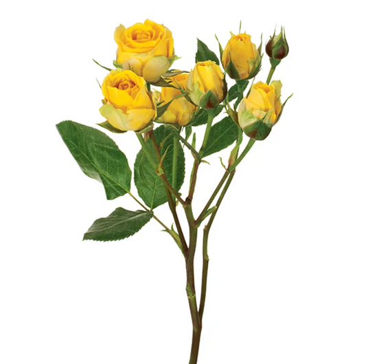 Yellow Spray Roses