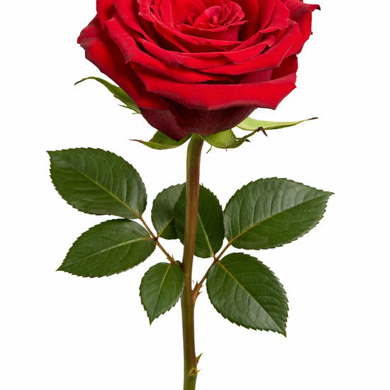 Red Rose Born free in bulk