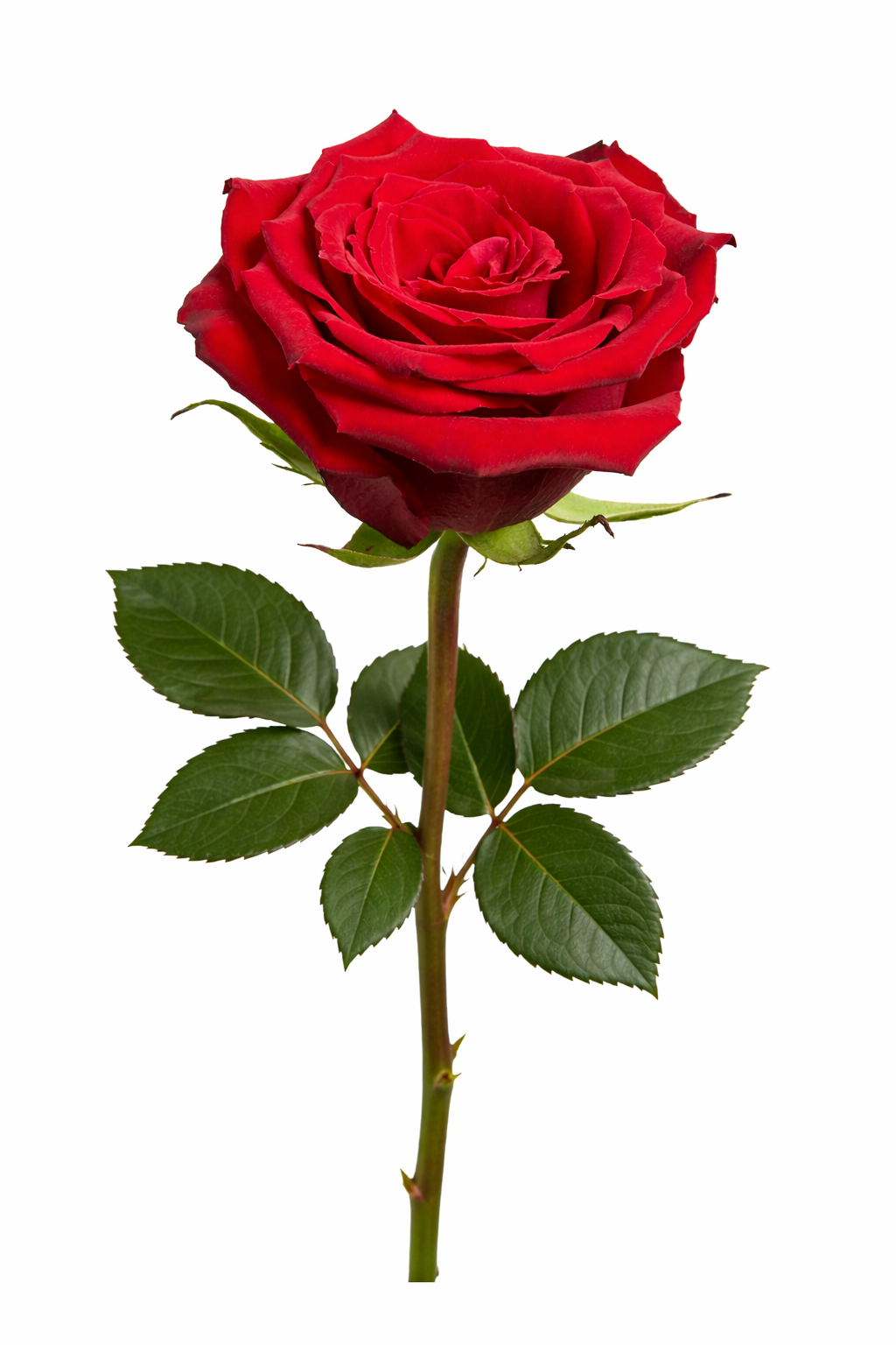 Red Rose Born free in bulk