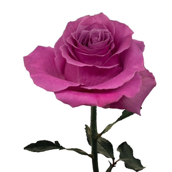 Dark Lavender Roses in Bulk