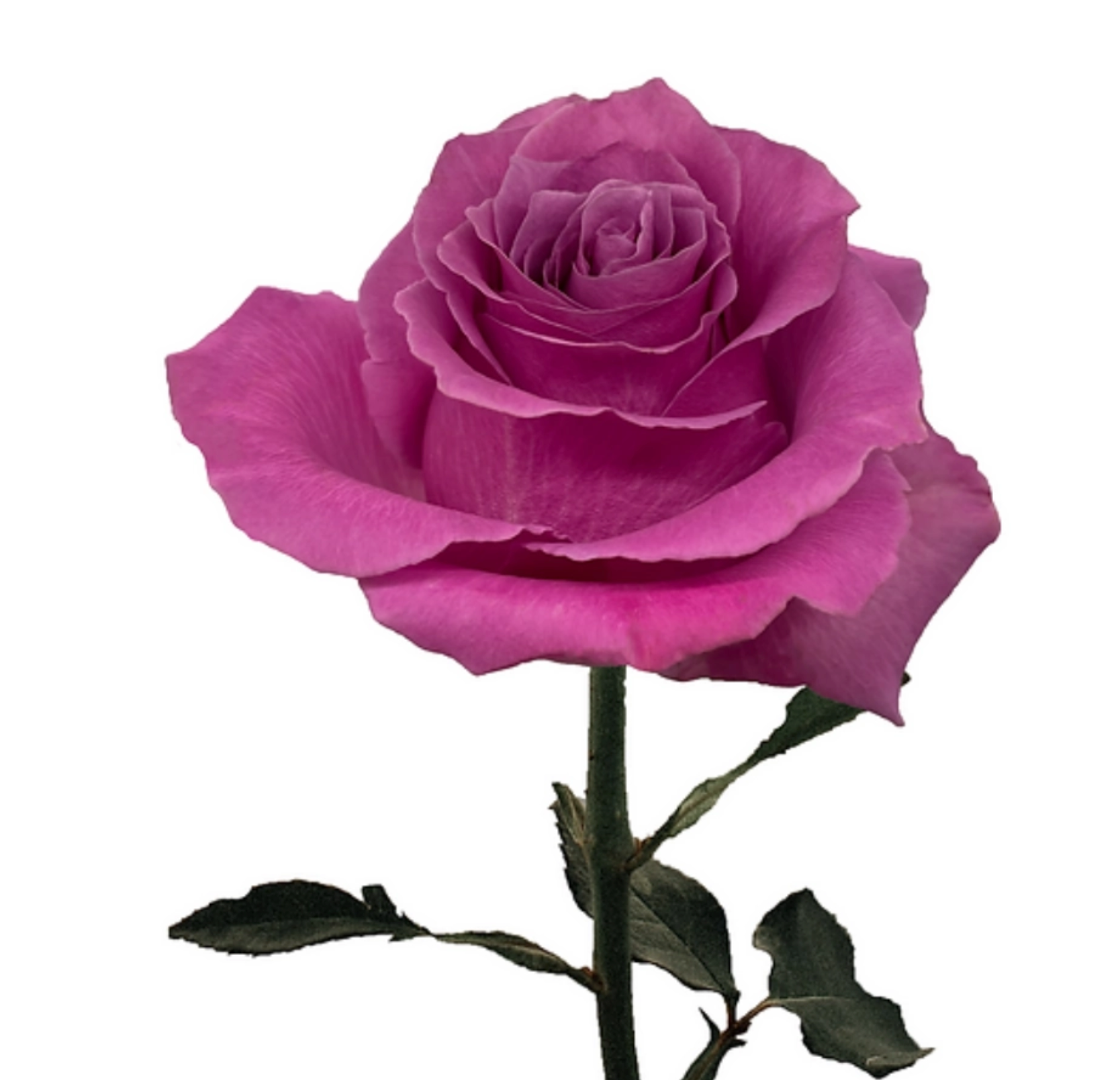 Dark Lavender Roses in Bulk