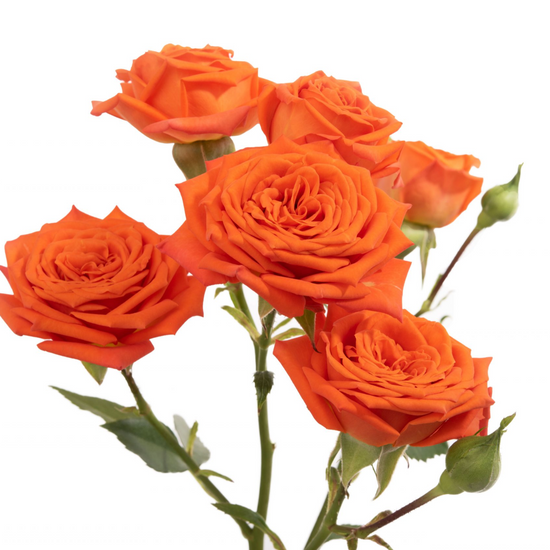 Orange Spray Roses for Weddings