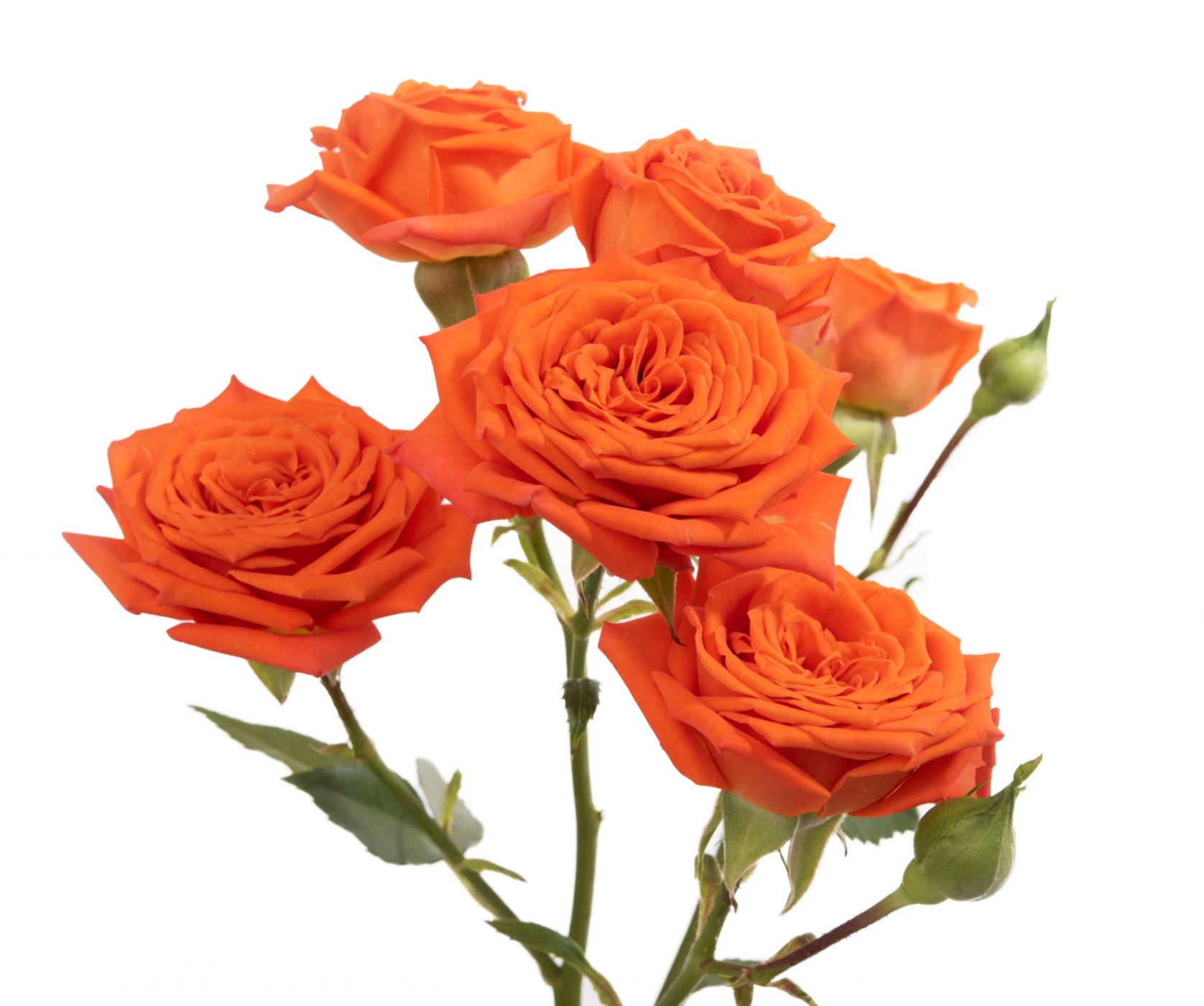 Orange Spray Roses for Weddings