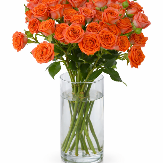Orange Spray Roses for Events