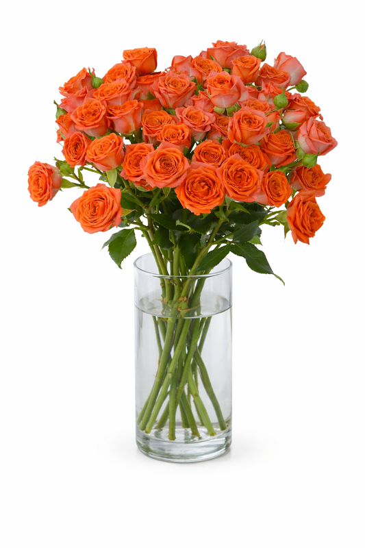 Orange Spray Roses for Events