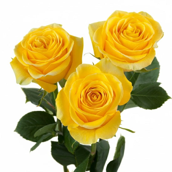 Bulk Yellow roses