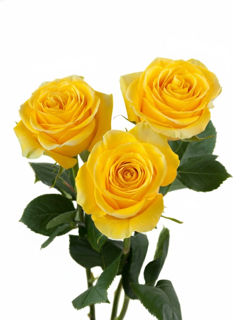 Bulk Yellow roses