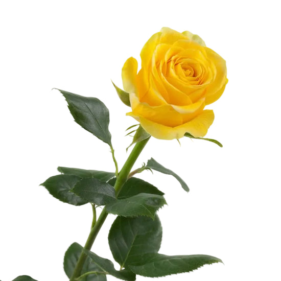 Yellow roses for weddings