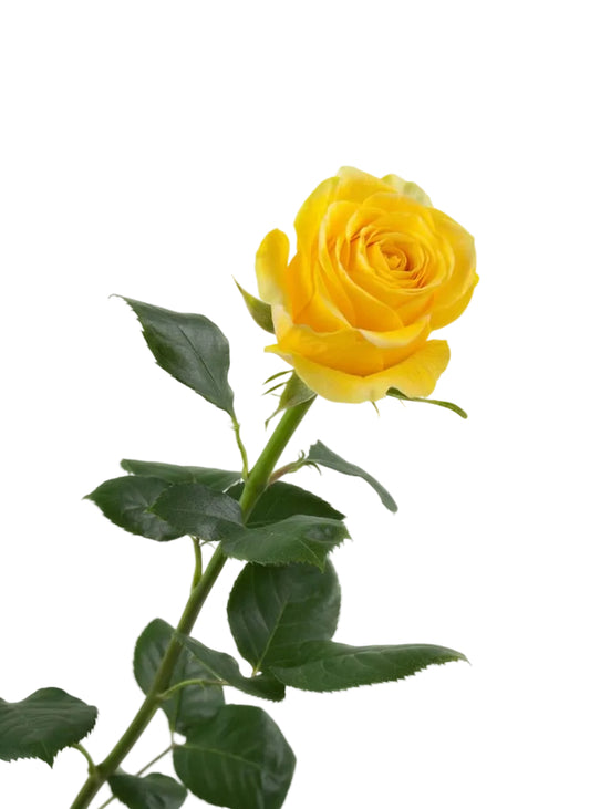 Yellow roses for weddings