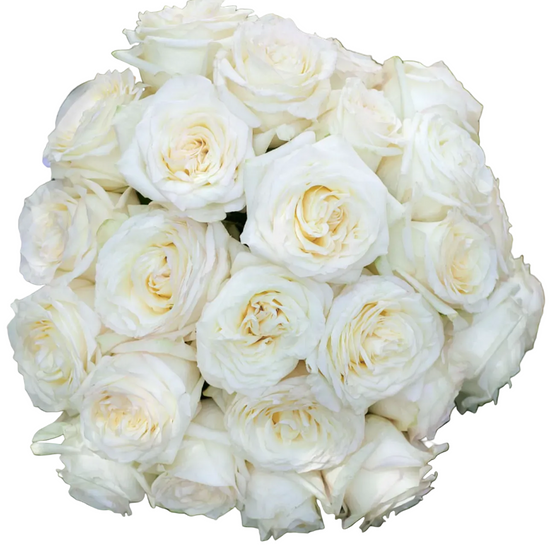 White Garden Roses for Weddings
