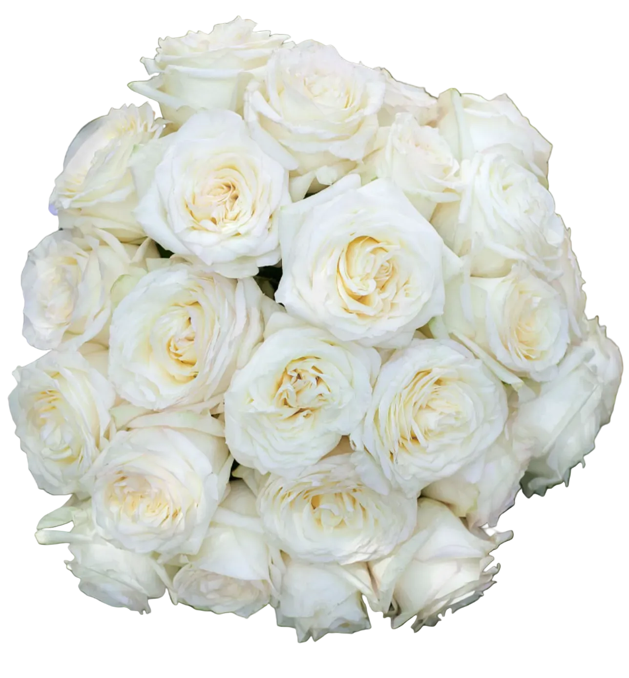 White Garden Roses for Weddings