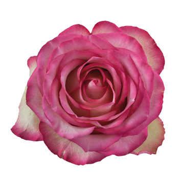 Carousel Roses Carousel Roses in Bulk | Fresh Cut Roses for Events – WholesaleRoses.com