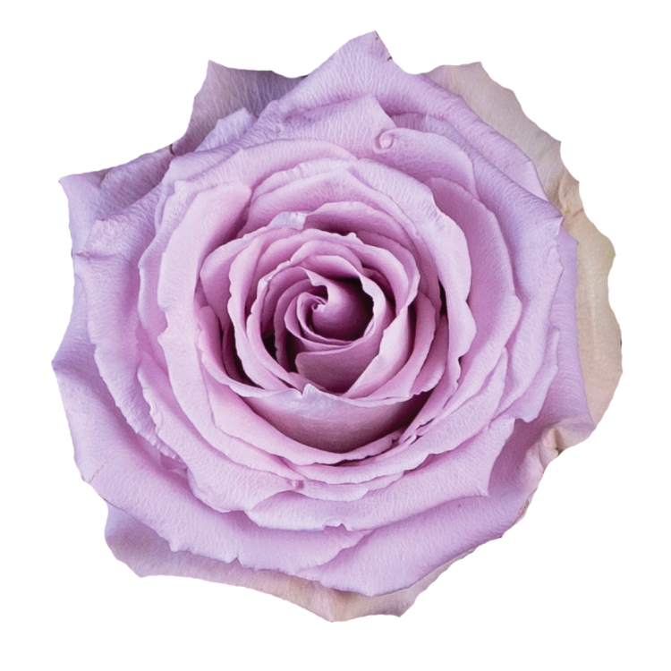 Lavender & Purple Roses