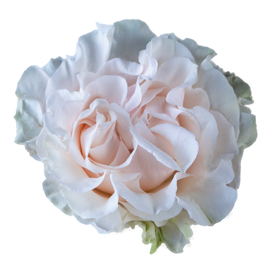 Cotton X-pression Garden Roses in Bulk | Fresh Cut Roses for Events ...