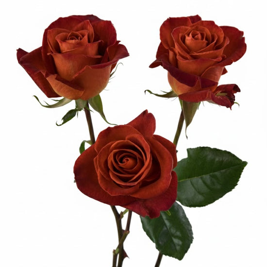 Brown roses wholesale