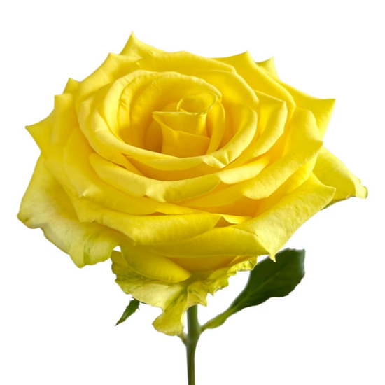 Yellow Roses in BULK