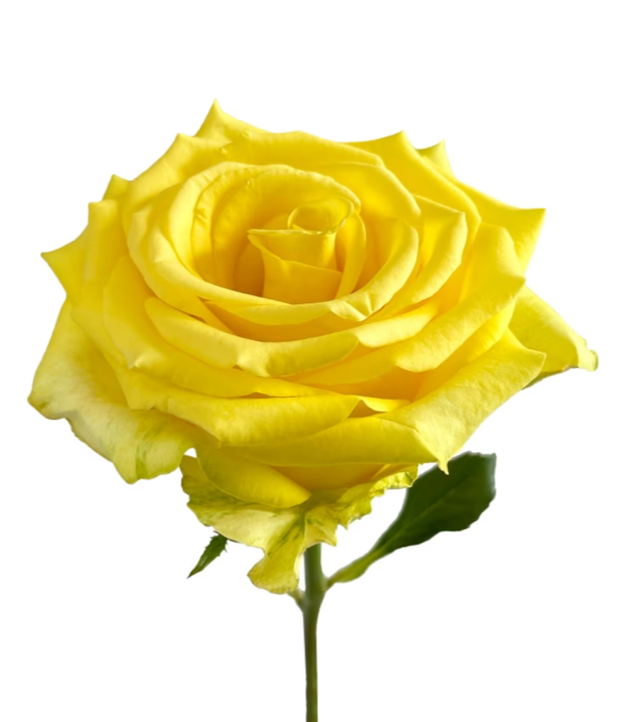 Yellow Roses in BULK