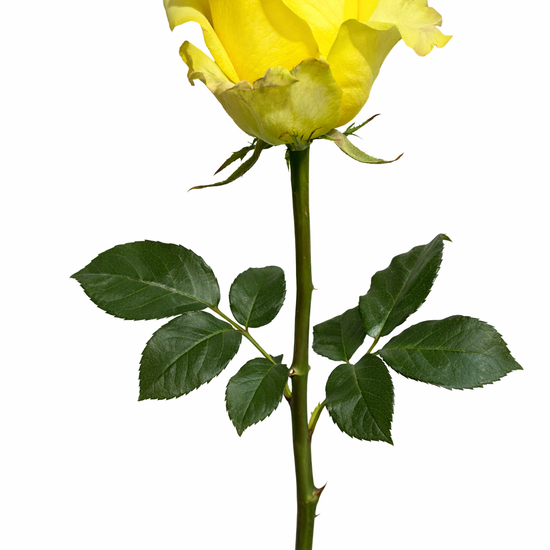 Yellow Roses for Events