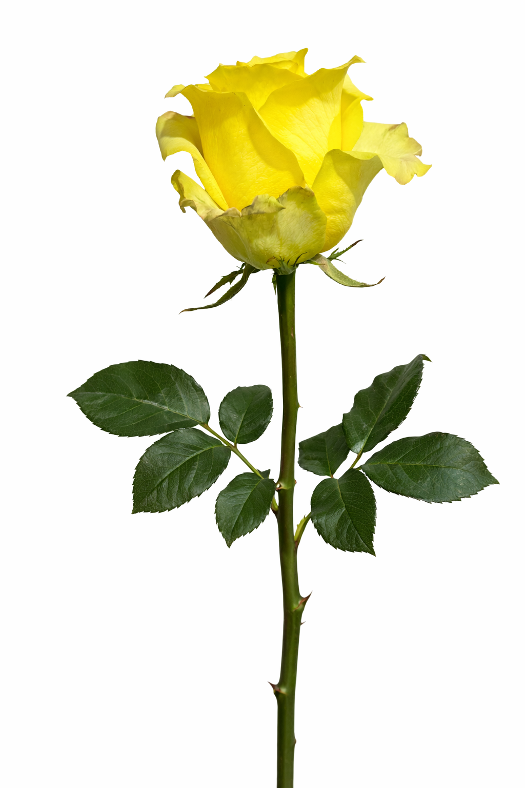 Yellow Roses for Events