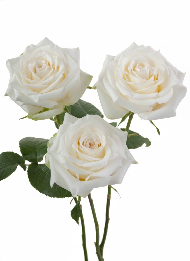 White Garden Roses in Bulk