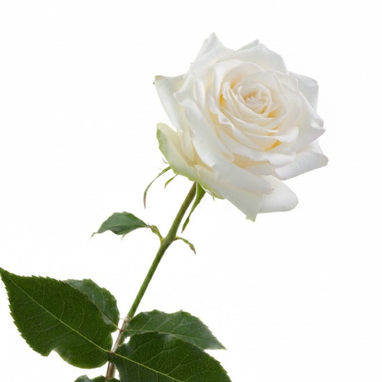 white garden roses wholesale