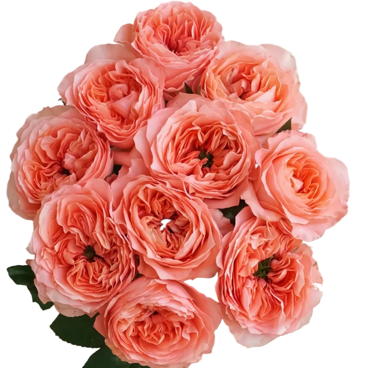 Pink Grden rose for events