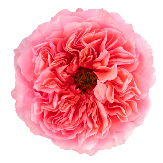 Pink Garden Roses in Bulk