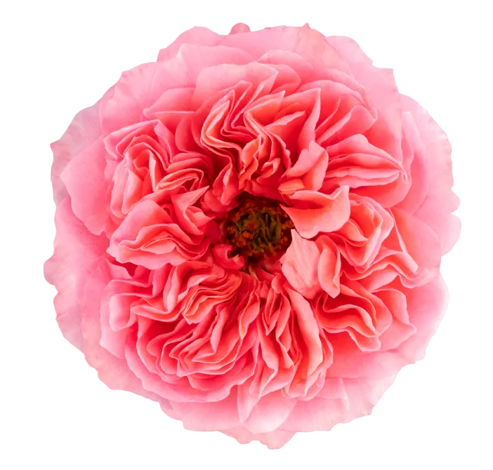 Pink Garden Roses in Bulk