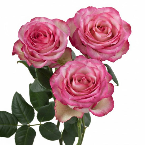 Bi color white and pink roses for events
