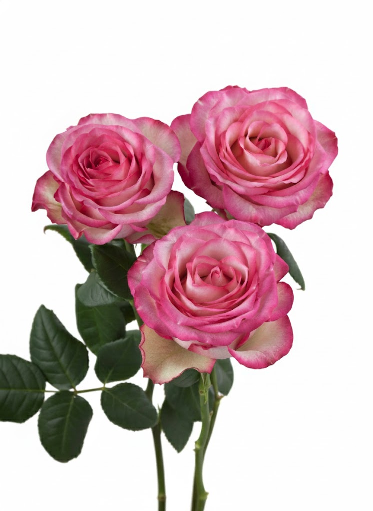 Bi color white and pink roses for events