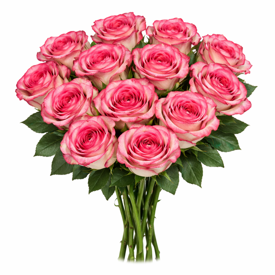 Bi color pink and white roses for weddings